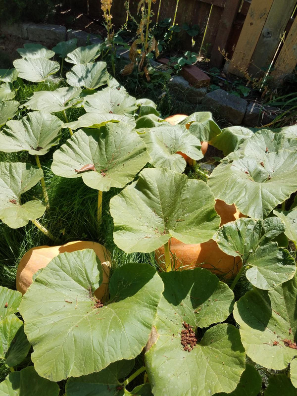 pumpkin1a.jpg