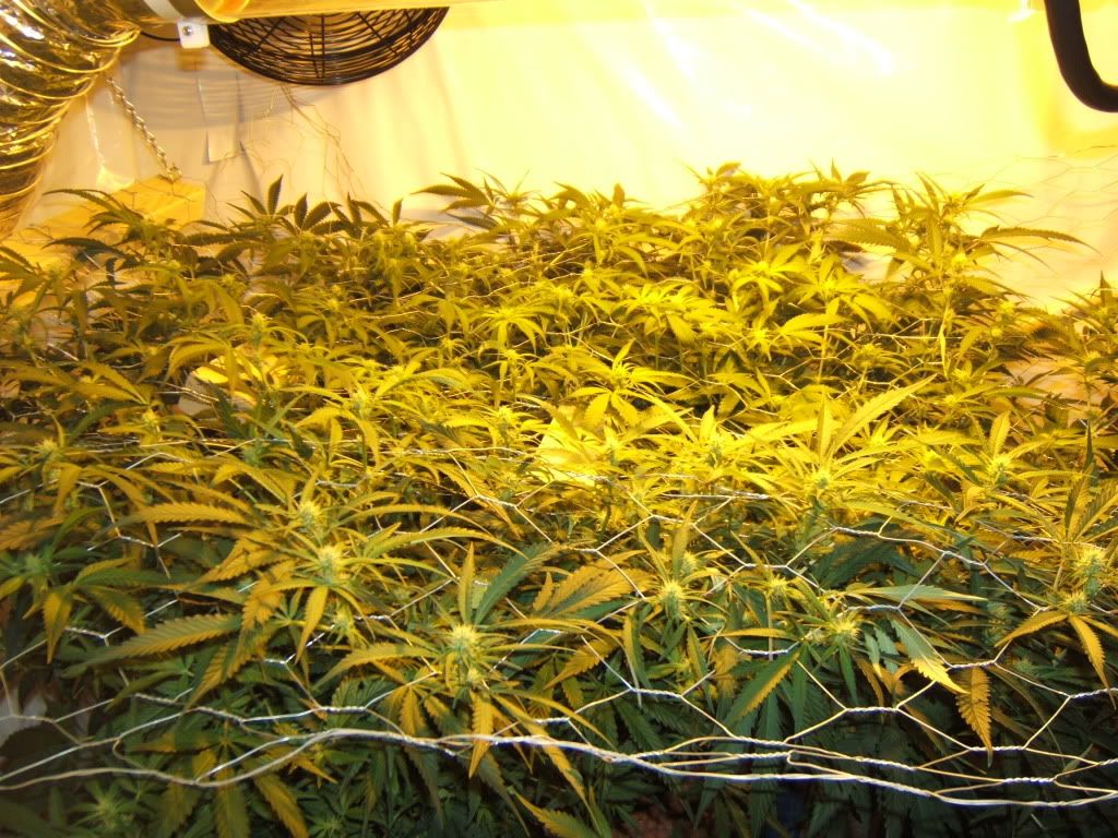 FlowerDay14.jpg