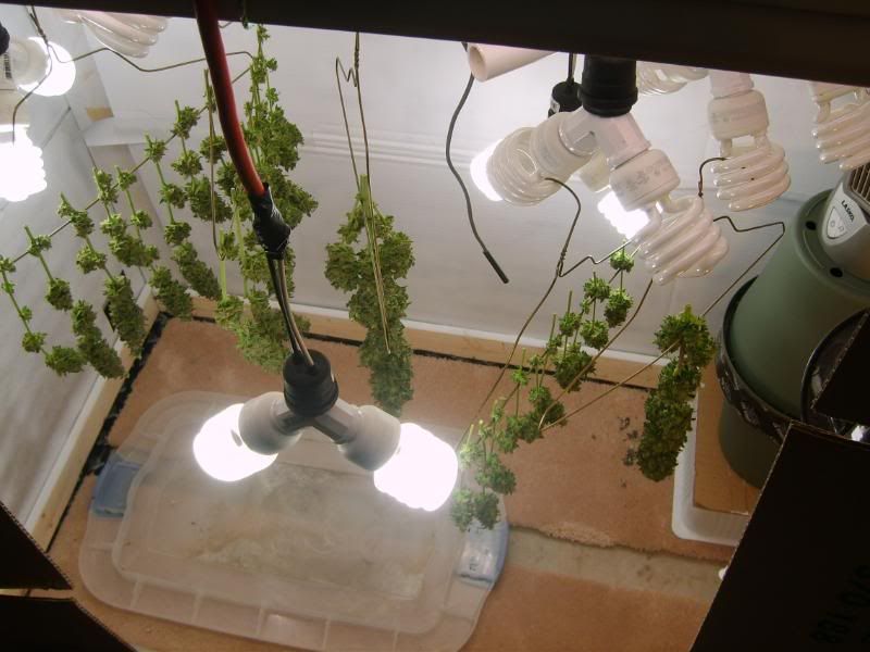 10weeksharvest034.jpg