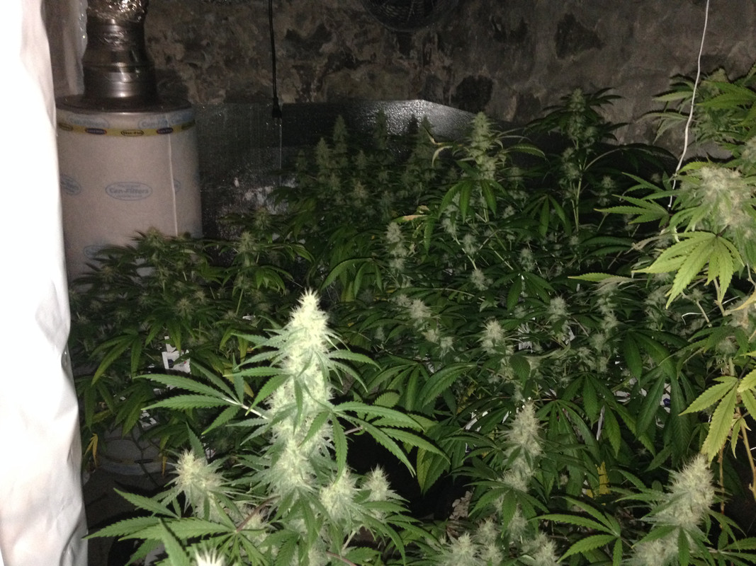 5_10_SIPS_FLOWER_ROOM_2.jpg