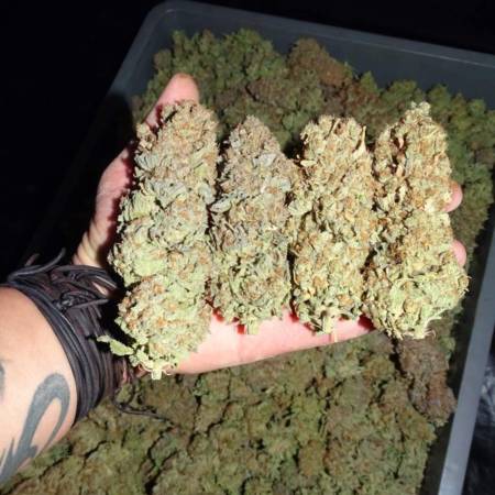growdiaries.com