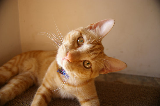 confused-cat.jpg