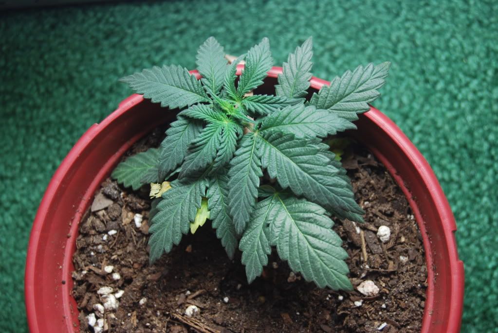 weed25003.jpg