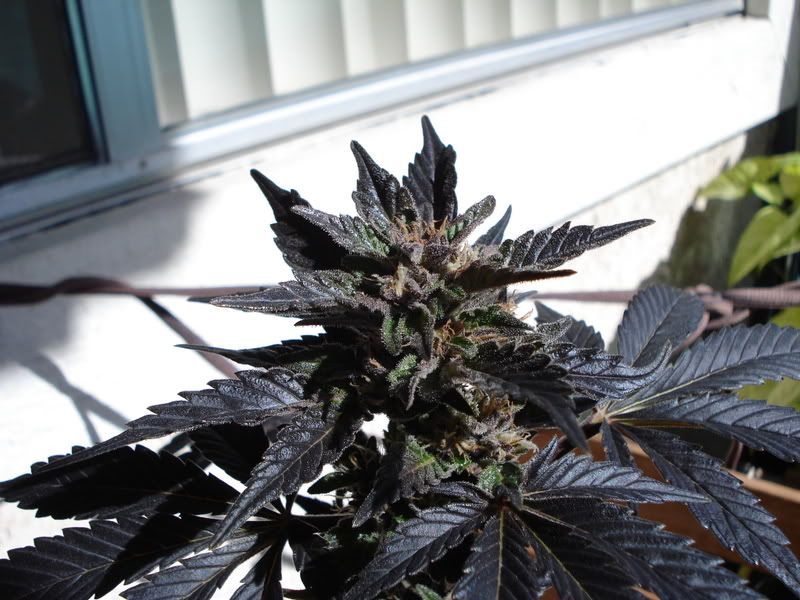 plant088.jpg