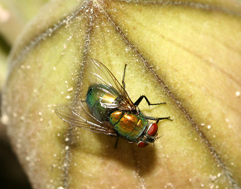Green-Bottle-Fly-3.jpg