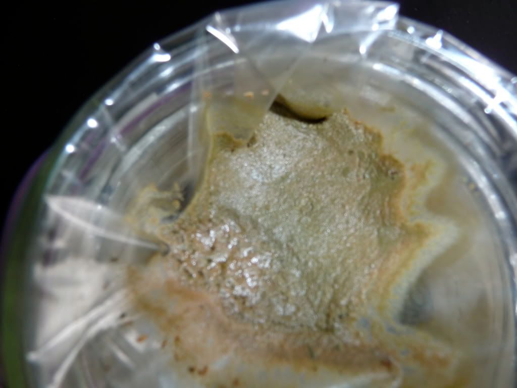 P1000225.jpg
