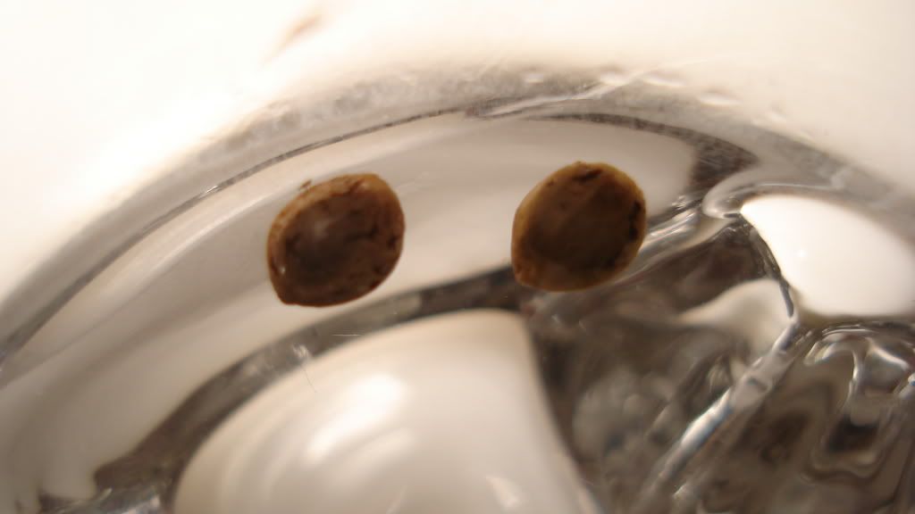 DSC03722.jpg