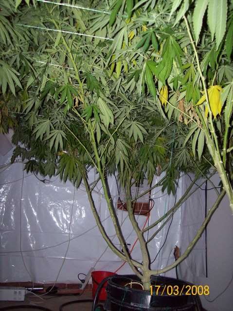 Plants101.jpg