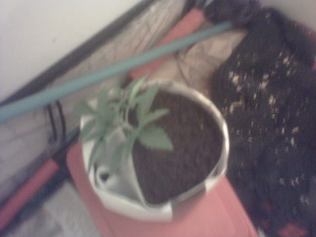 RetardplantTransplant002.jpg
