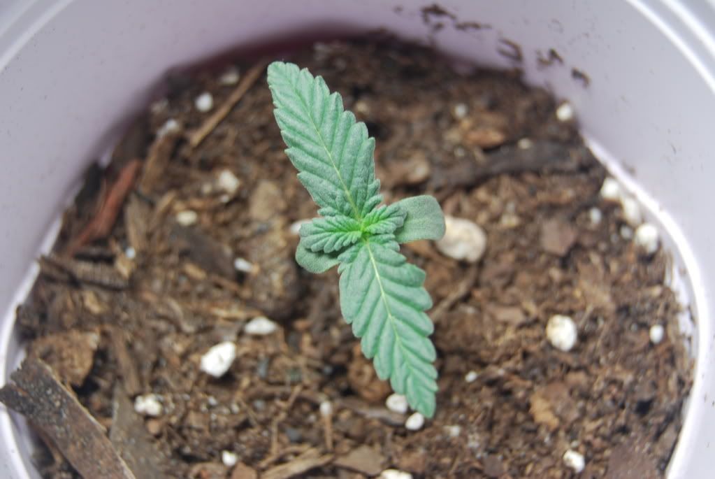 weed24008.jpg