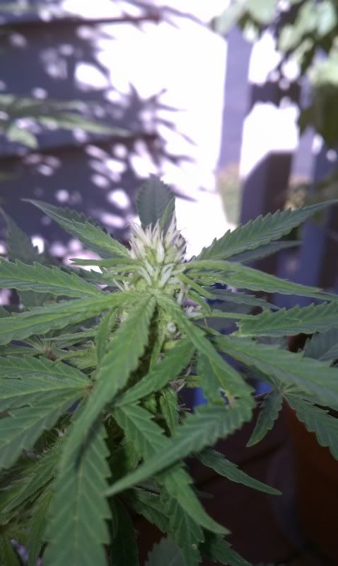 IMAG0535.jpg