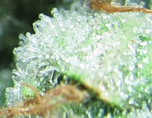 7027426577_0b5f191fae.jpg