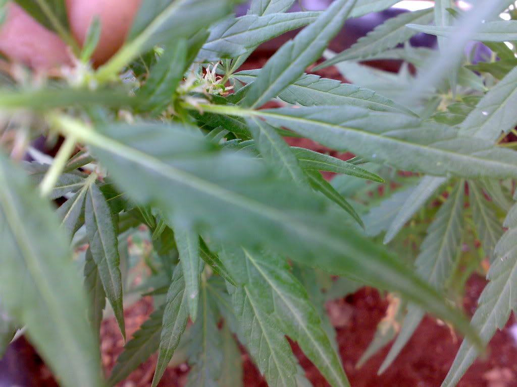 26022009639.jpg