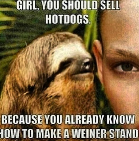 43f76bd8dcbadbef8f51618b3a0ce5d4--funny-sloth-sloth-memes.jpg