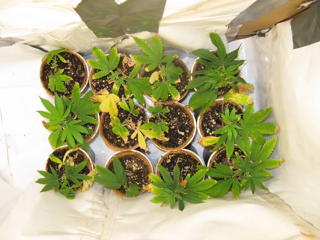 5weeksflowereing013.jpg