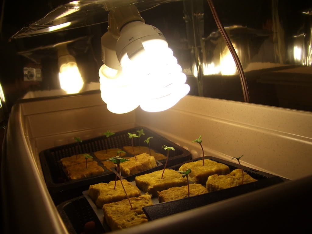 100_0910.jpg