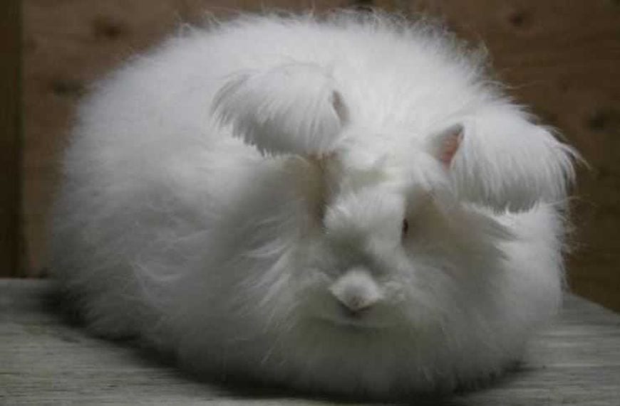 German-Angora-rabbits-870x571.jpg