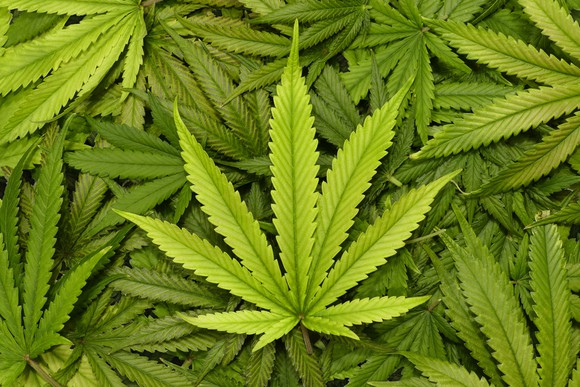 marijuana-leaves_large.jpg