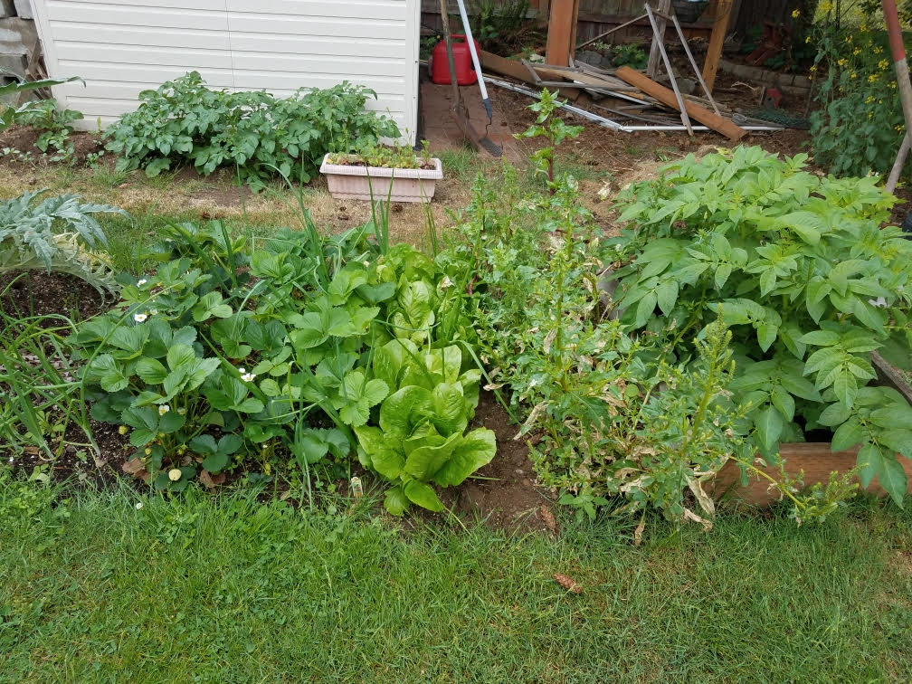 5242021garden1.jpg
