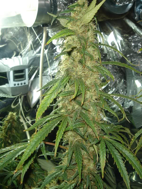 beforeharvest018.jpg