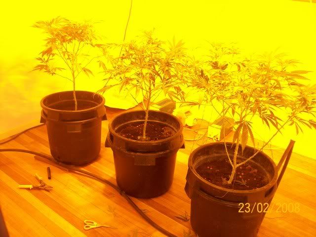Plants069.jpg
