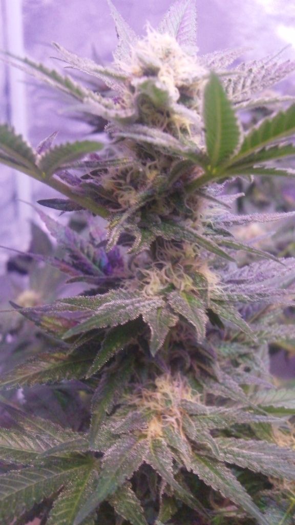8%20-%20bud%20shots_zpswvipsin9.jpg