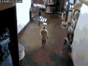 gifs_22.gif