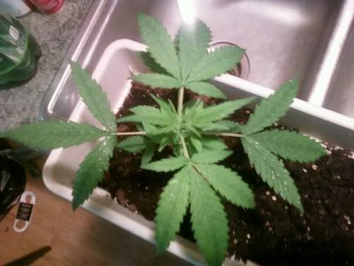 weed3.jpg