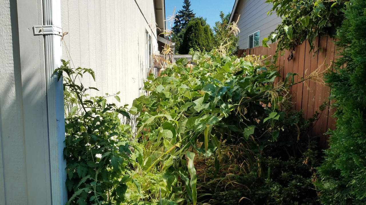garden09012021a.jpg