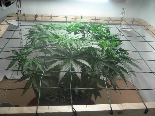 super-skunk-scrog.jpg
