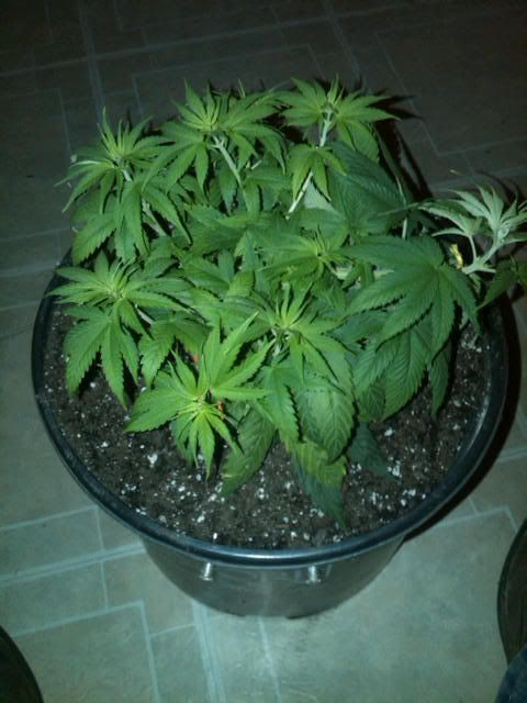 IMG00385-20110625-2147.jpg