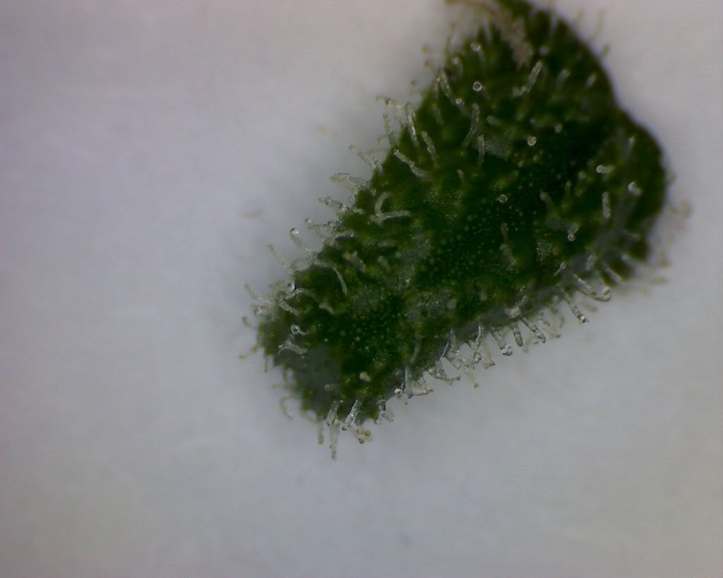 trichs.jpg