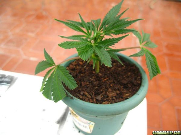 BB_CC_Clones_Sep18_024.jpg