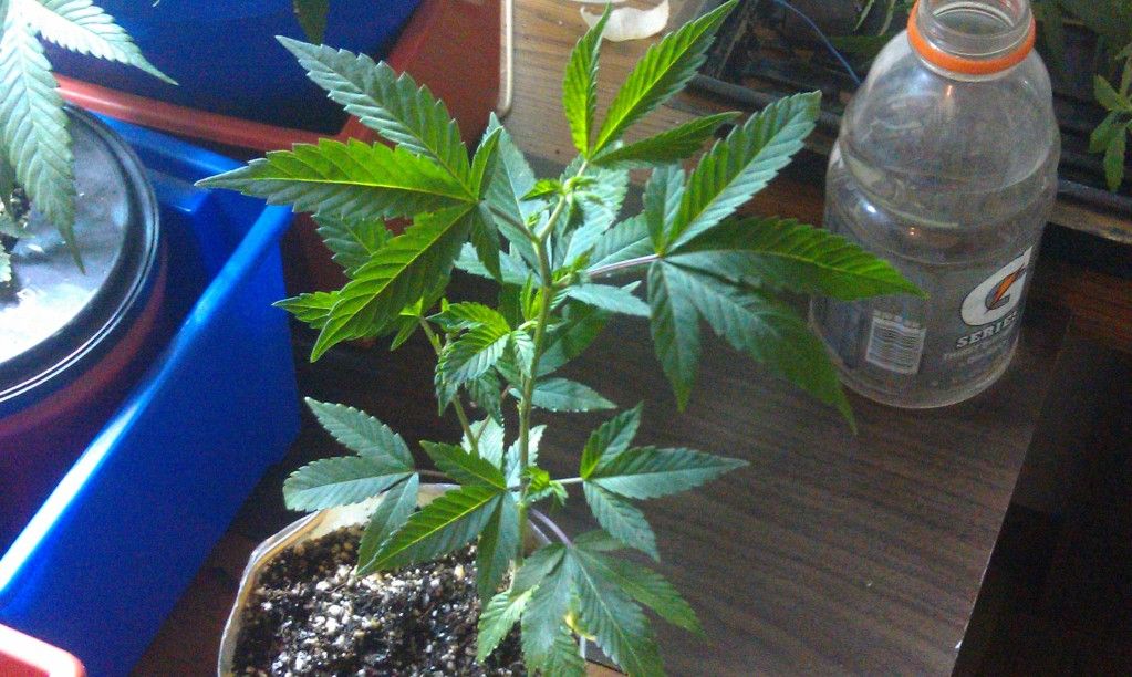 IMAG0441_zps745c2888.jpg