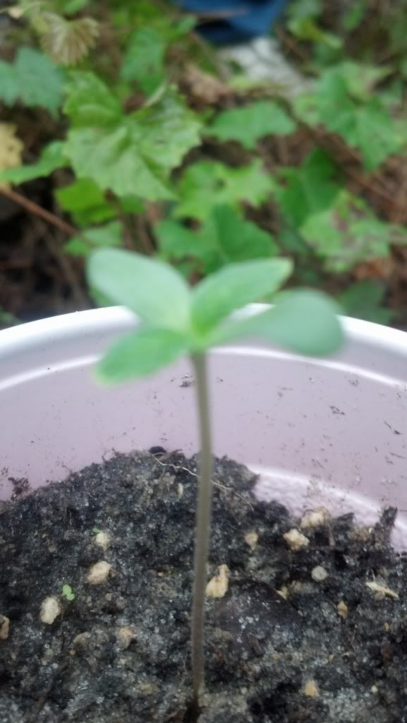2012-12-25_15-19-14_357.jpg