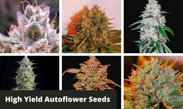 www.greenbudguru.com