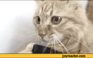 gif-cat-vacuum-cleaner-weed-665952.gif