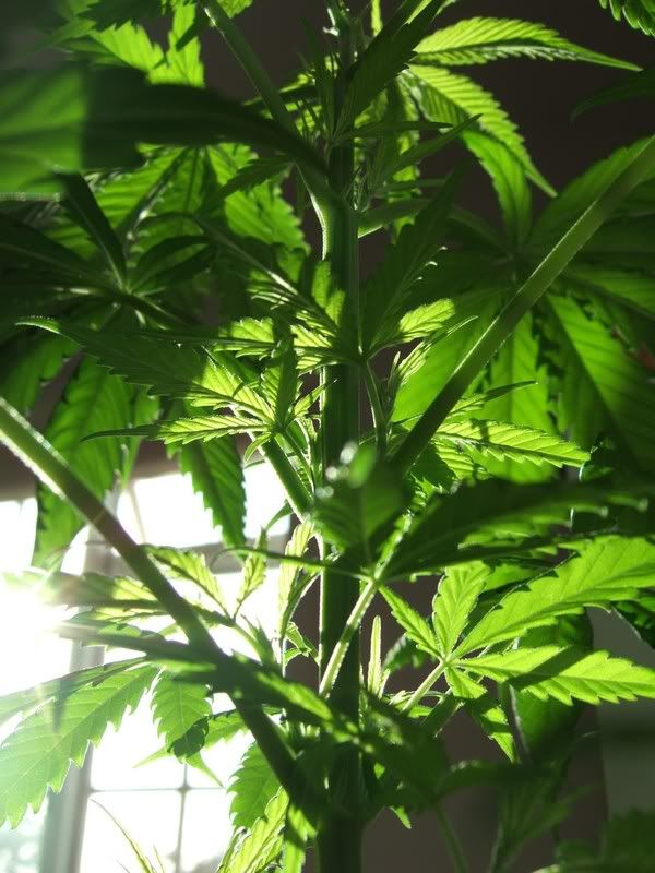 hemp3.jpg
