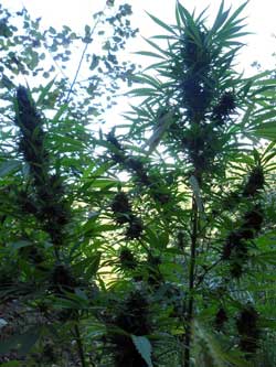 www.growweedeasy.com