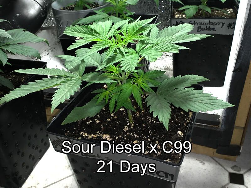 sour_00.jpg