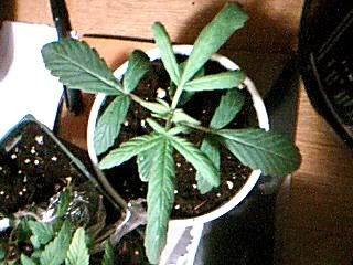 Picture37.jpg