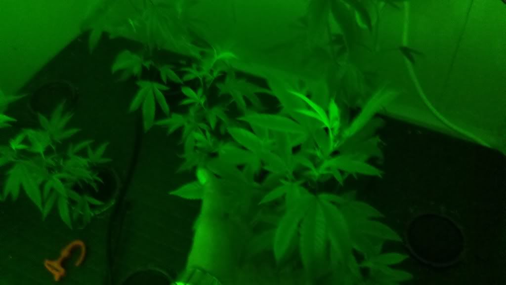 2010-11-19_17-39-26_214.jpg