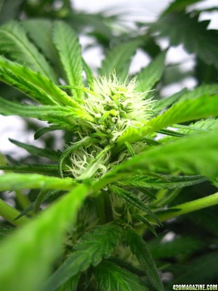 BB_CC_Grow_Update_Sep_13_38_.jpg