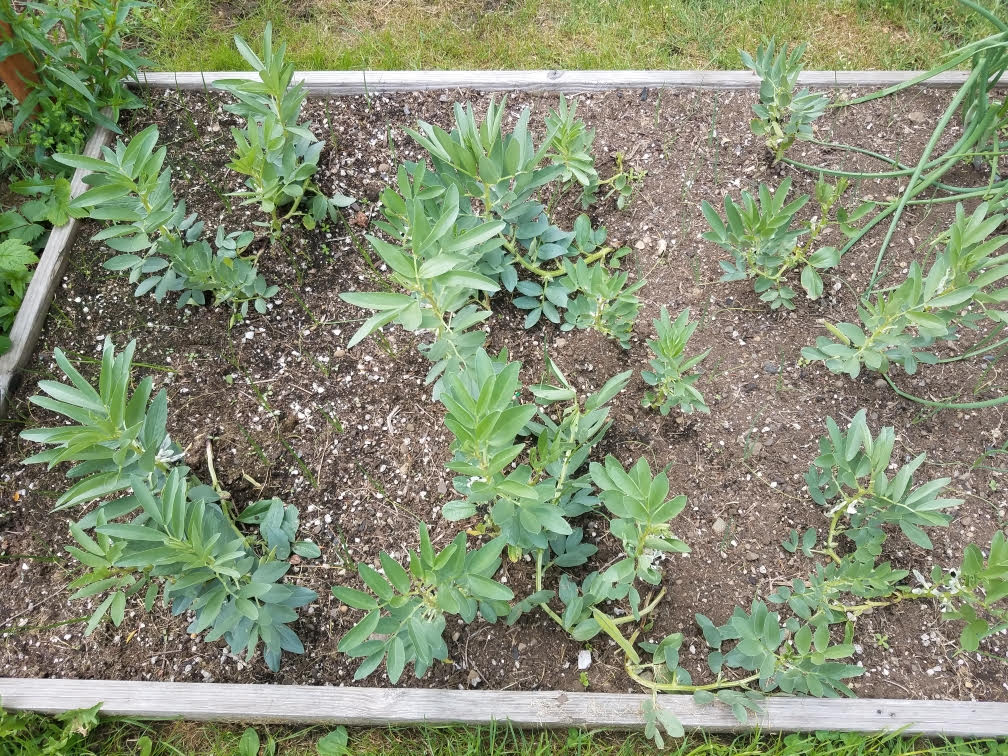 05082021gardenl.jpg