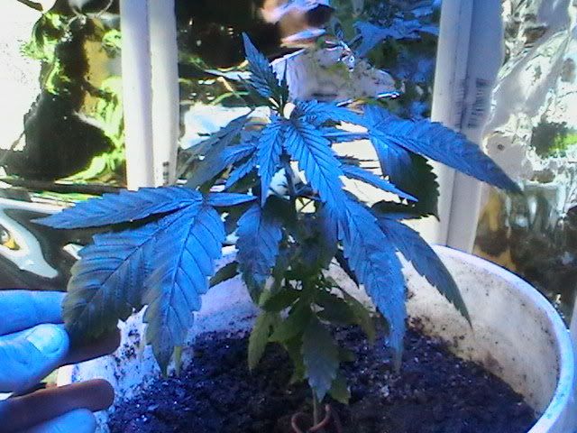 led_weed.jpg
