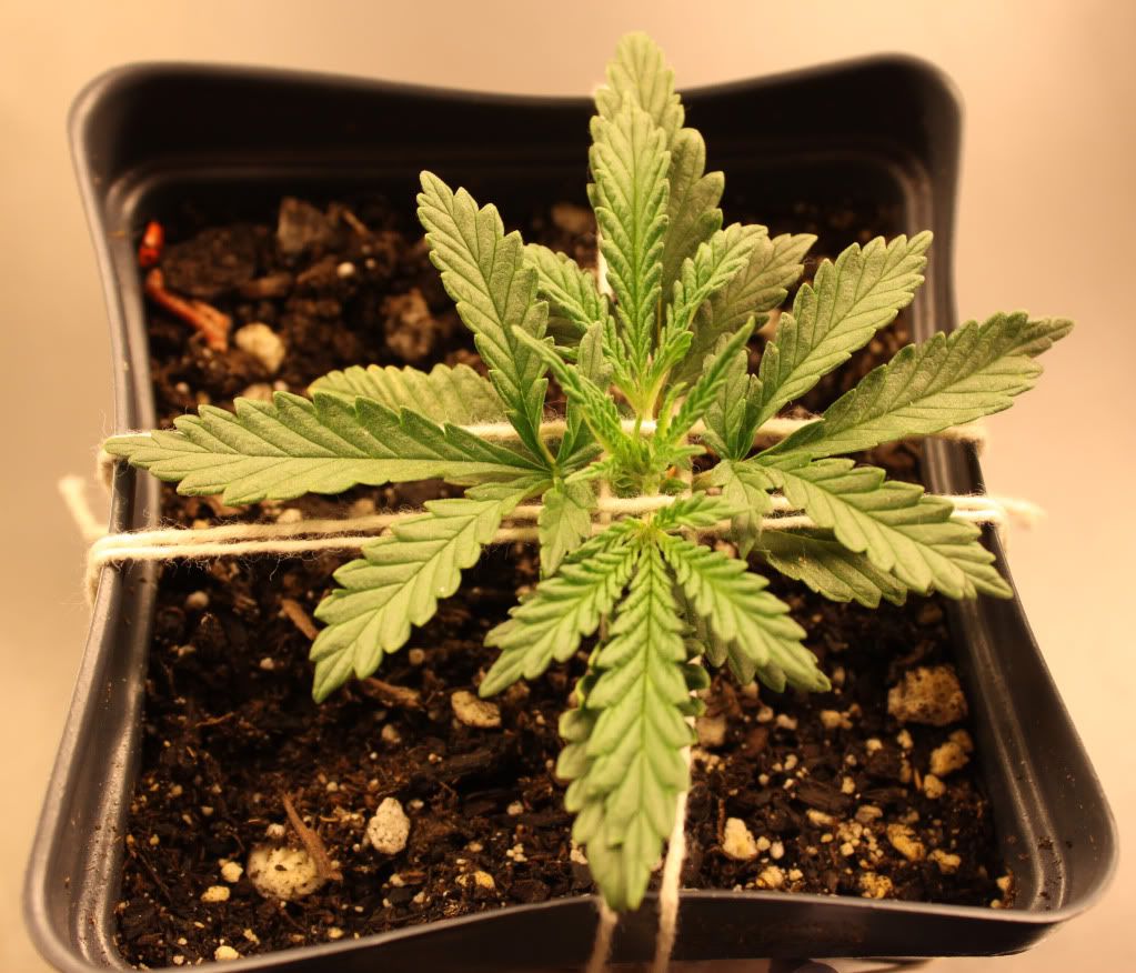 Seed1Day13.jpg