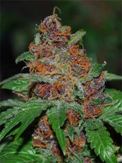 GDP-GranddaddyPurp.jpg