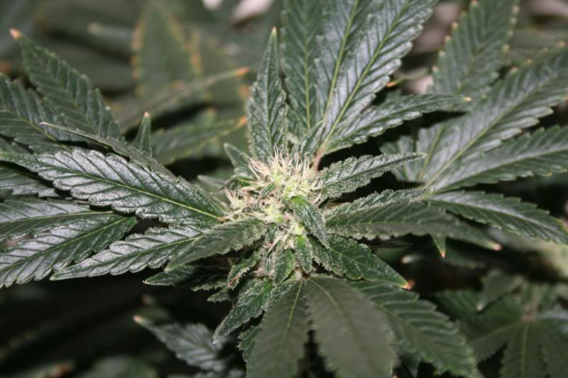 Day44Flowering005.jpg