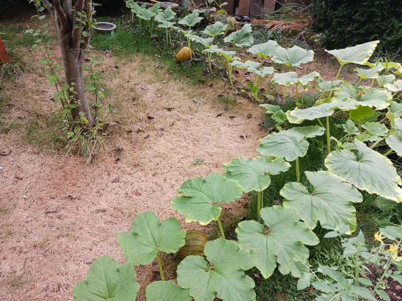garden08192022-14.jpg