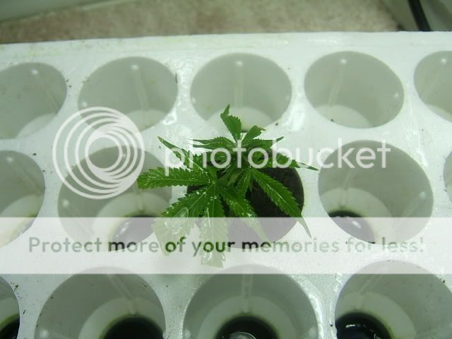 DSCF0912.jpg
